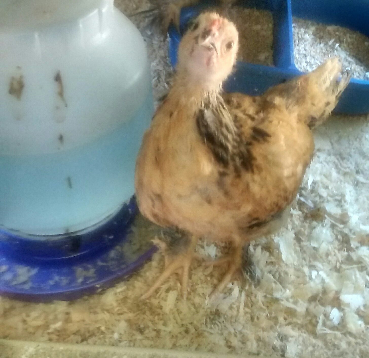 IMG. Male or female